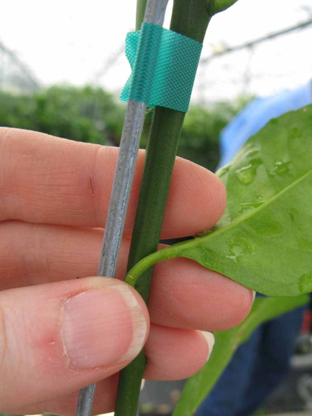              First year twig (Phillip Rucks Citrus Nursery, Frostproof,   FL)       